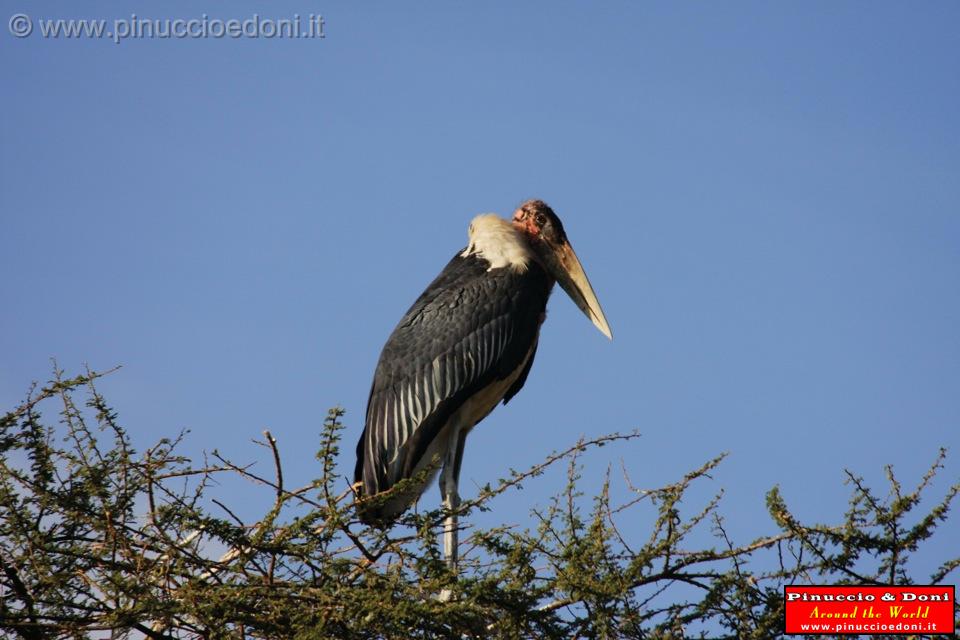 Ethiopia - 096 - Marabu bird.jpg